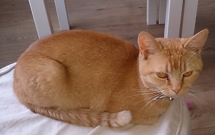 Rode kater kwijt - Foto: Eigen geleverde foto