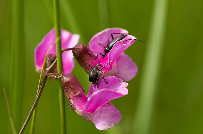 Insectenexcursie Stadsgaten 20 juni 2015 - Foto: Eigen geleverde foto