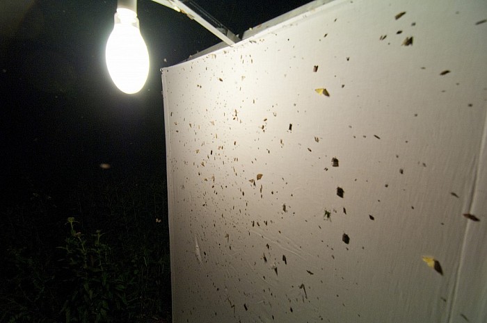 Nachtvlinders op de Horte 26 juni - Foto: Eigen geleverde foto
