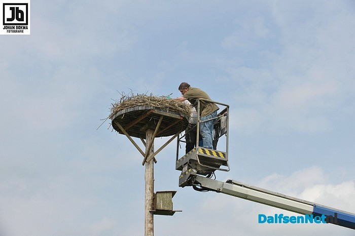 Drie ooievaarsjongen geringd bij Boerhoes - Foto: Johan Bokma