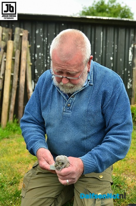 Tien uilen geringd op drie locaties door vogelwerkgroep Hoonhorst - Foto: Johan Bokma