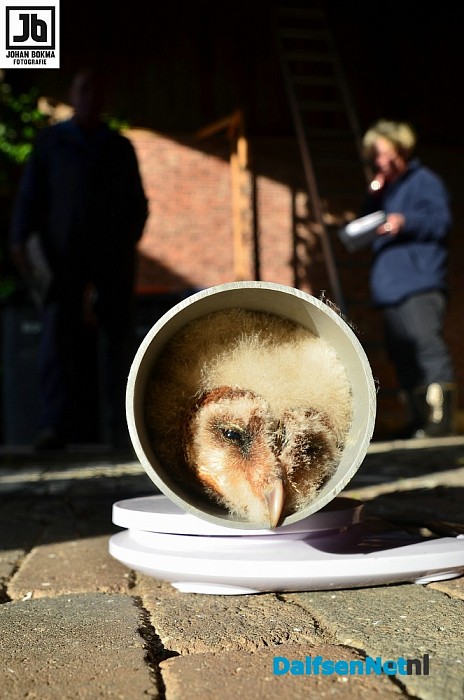 Tien uilen geringd op drie locaties door vogelwerkgroep Hoonhorst - Foto: Johan Bokma