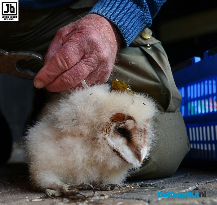 Tien uilen geringd op drie locaties door vogelwerkgroep Hoonhorst - Foto: Johan Bokma
