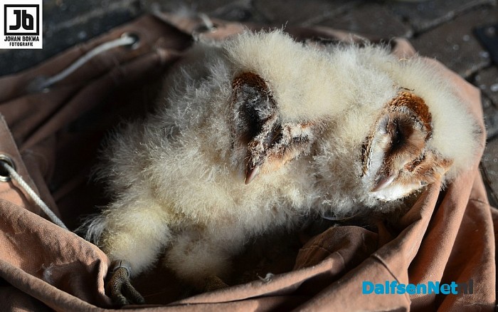 Tien uilen geringd op drie locaties door vogelwerkgroep Hoonhorst - Foto: Johan Bokma