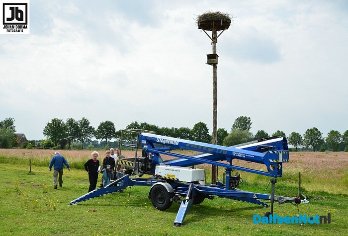 Drie ooievaarsjongen geringd bij Boerhoes - Foto: Johan Bokma