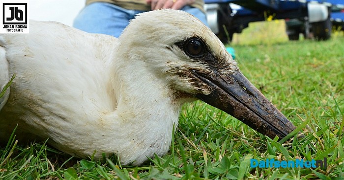 Drie ooievaarsjongen geringd bij Boerhoes - Foto: Johan Bokma
