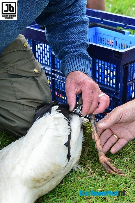 Drie ooievaarsjongen geringd bij Boerhoes - Foto: Johan Bokma