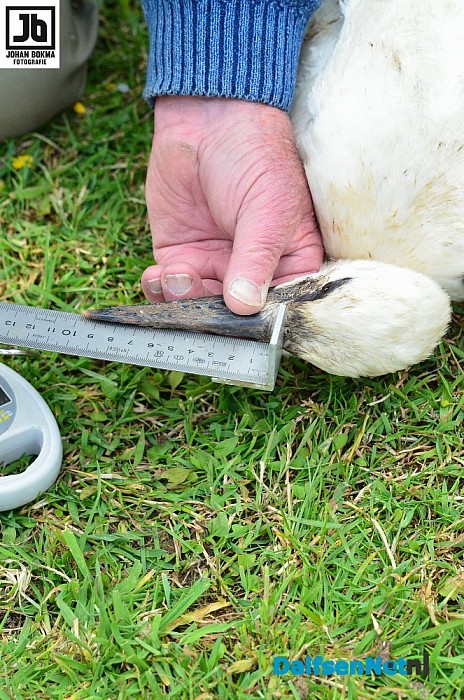 Drie ooievaarsjongen geringd bij Boerhoes - Foto: Johan Bokma