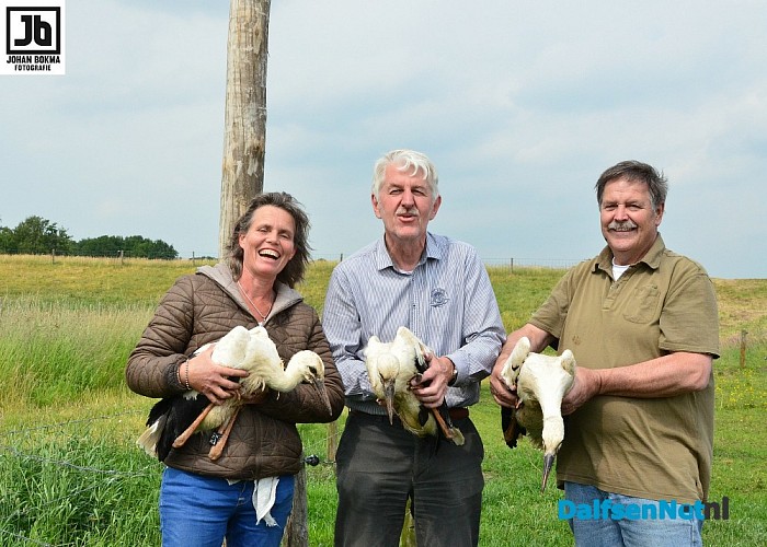 Drie ooievaarsjongen geringd bij Boerhoes - Foto: Johan Bokma