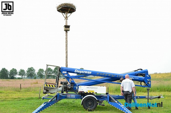 Drie ooievaarsjongen geringd bij Boerhoes - Foto: Johan Bokma