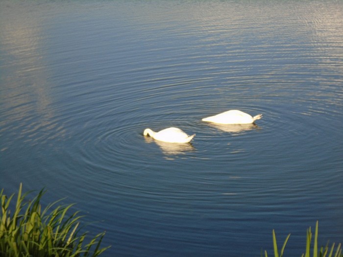 Natuur is mooi - Foto: Lenze L