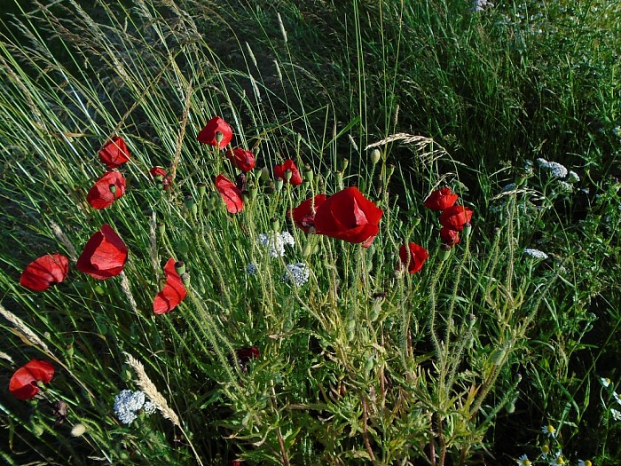 Natuur is mooi - Foto: Lenze L