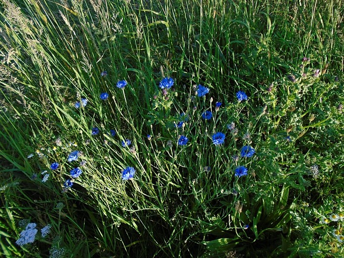 Natuur is mooi - Foto: Lenze L