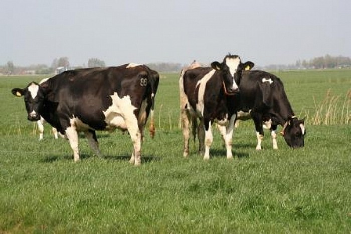 Efficiëntie Overijsselse melkveehouders - Foto: Eigen geleverde foto