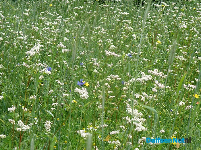 Mijn Natuurakker in Dalfsen - Foto: Eigen geleverde foto