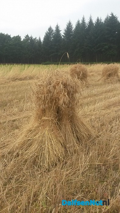 Rogge maaien