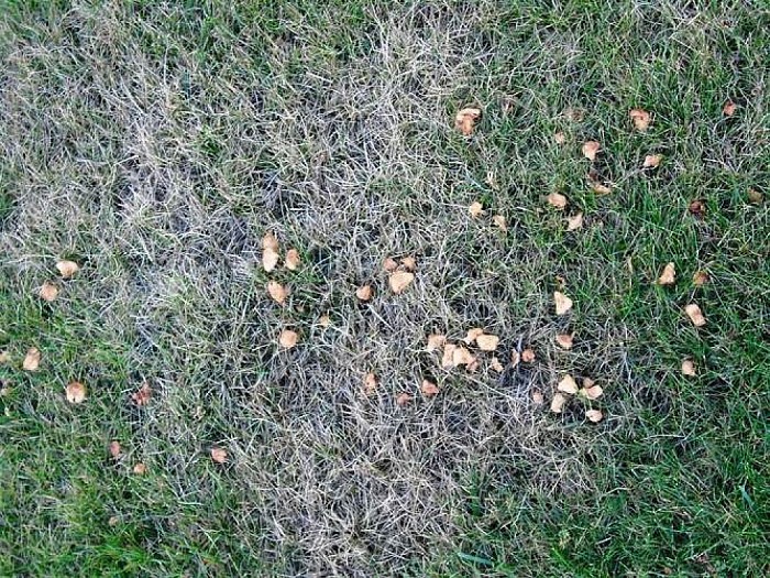Een vroege herfst - Foto: Lenze L