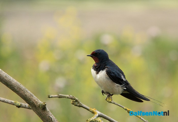 Douwe Reitsma maakt prachtige natuurfoto’s