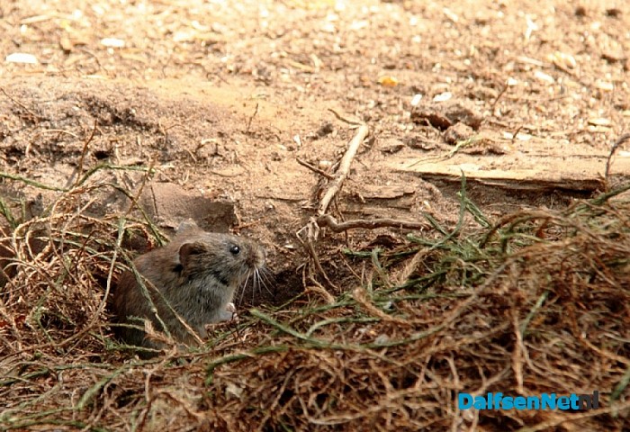 Douwe Reitsma maakt prachtige natuurfoto’s