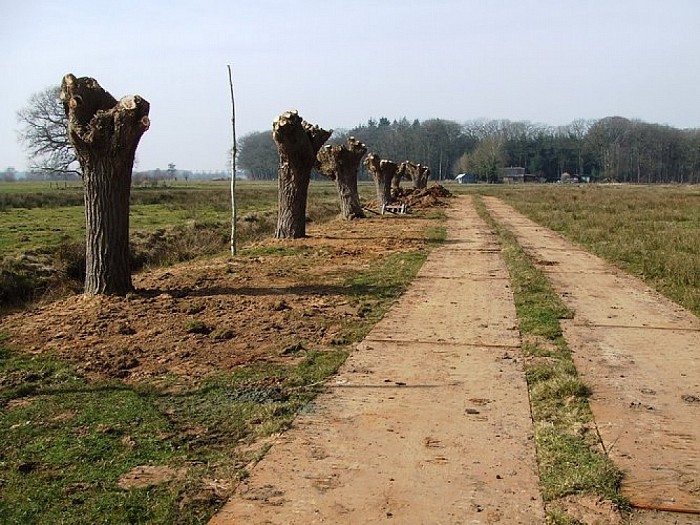 Nieuwe oude knotwilgen doen het goed bij Hoonhorst - Foto: Wim