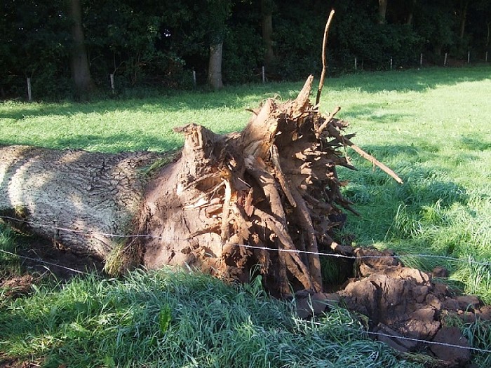 The day after the storm - Foto: Wim