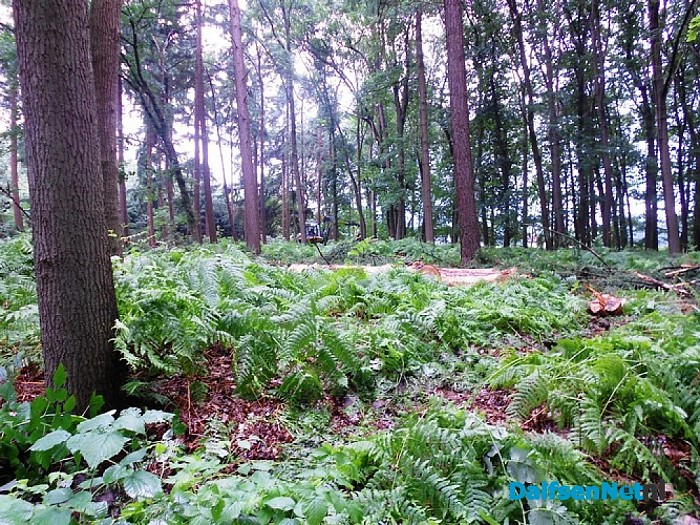 Bomen happen