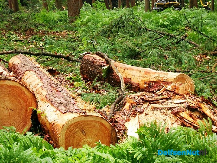 Bomen happen