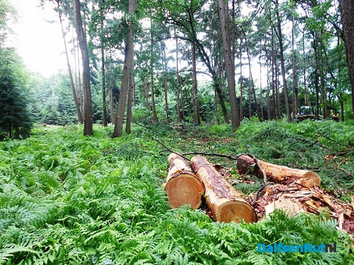 Bomen happen