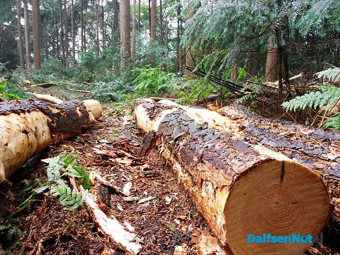 Bomen happen