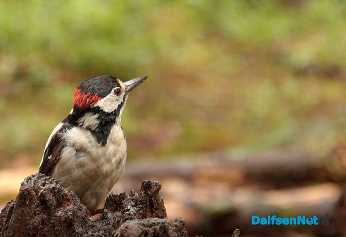 Douwe Reitsma maakt prachtige natuurfoto’s