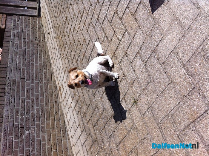 Hond gevonden
