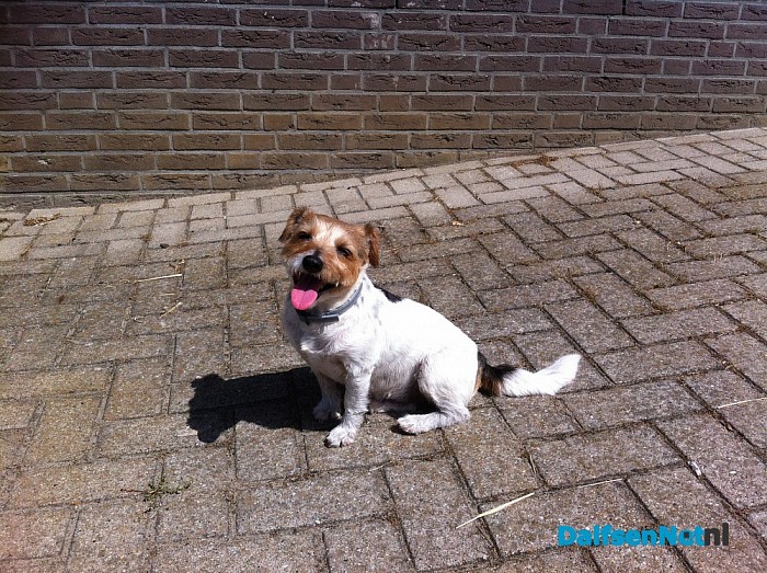 Hond gevonden