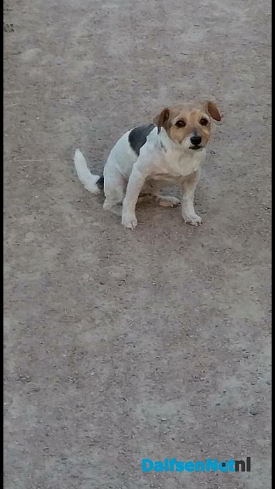Hondje vermist, en weer terug