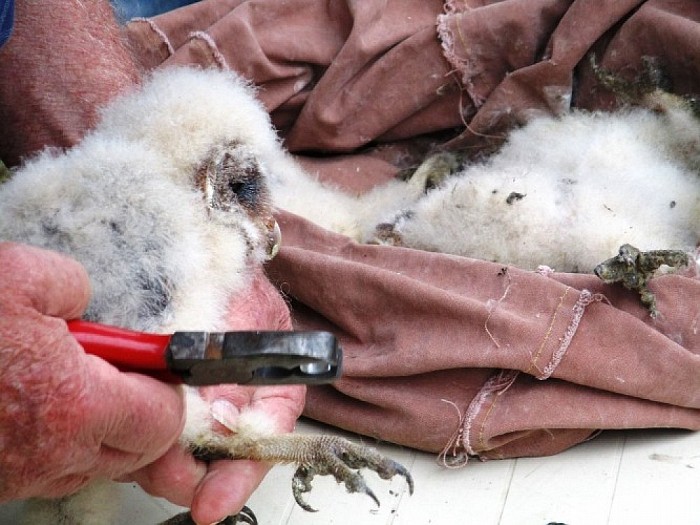 Kerkuilen en torenvalken geringd - Foto: Eigen geleverde foto