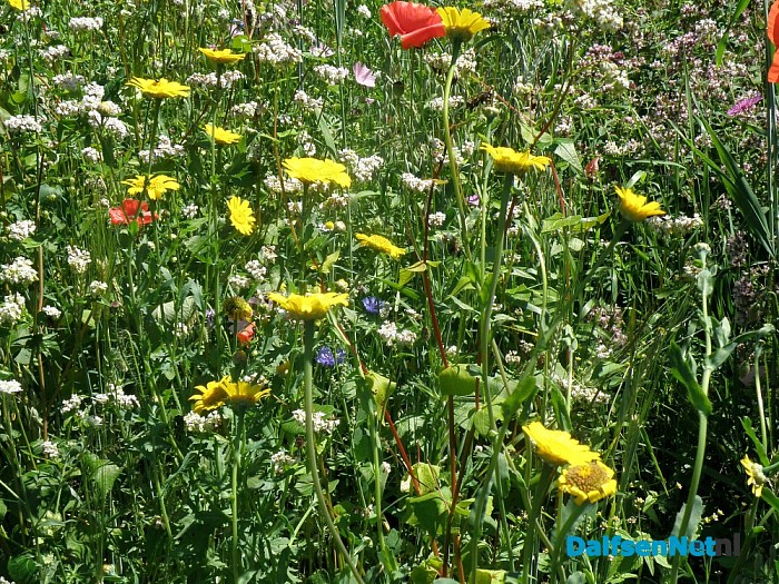 Mijn Natuurakker in Dalfsen - Foto: Eigen geleverde foto