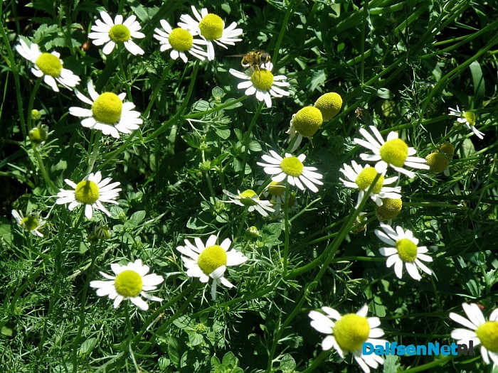 Mijn Natuurakker in Dalfsen - Foto: Eigen geleverde foto