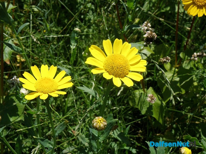 Mijn Natuurakker in Dalfsen - Foto: Eigen geleverde foto