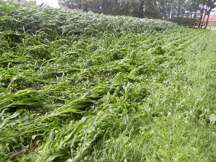 Storm spaart ook gemeente Dalfsen niet - Foto: Wim