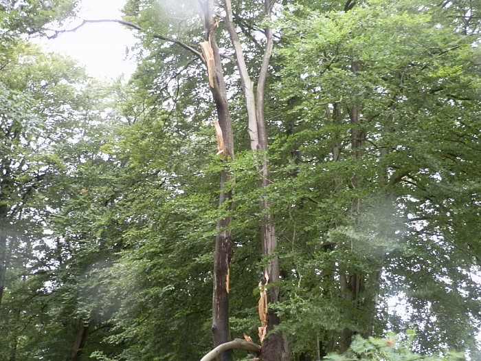 Storm spaart ook gemeente Dalfsen niet - Foto: Wim