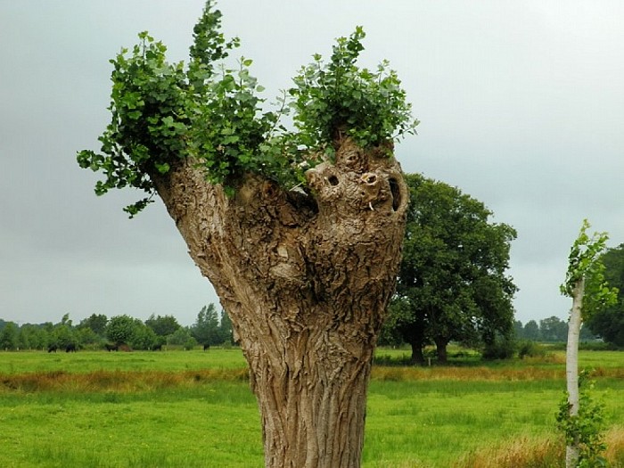 Nieuwe oude knotwilgen doen het goed bij Hoonhorst - Foto: Wim