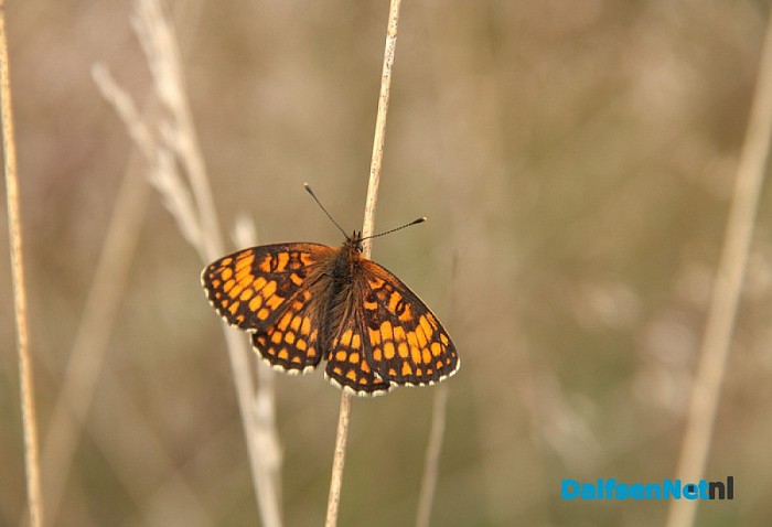 Douwe Reitsma maakt prachtige natuurfoto’s