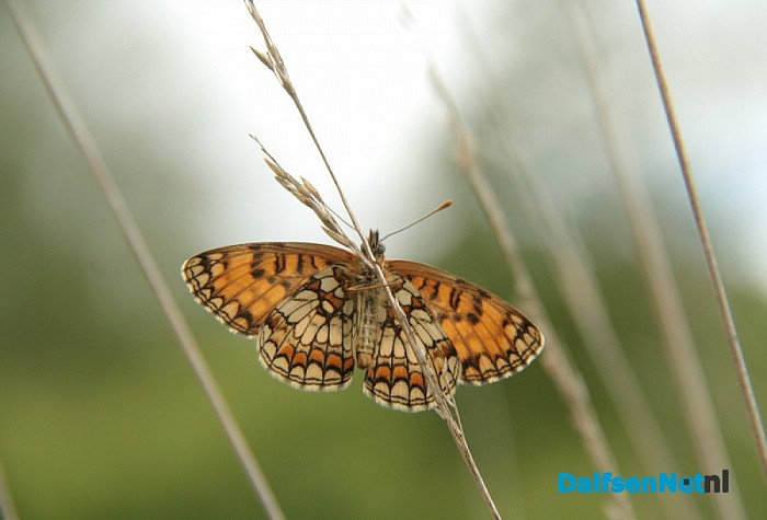 Douwe Reitsma maakt prachtige natuurfoto’s