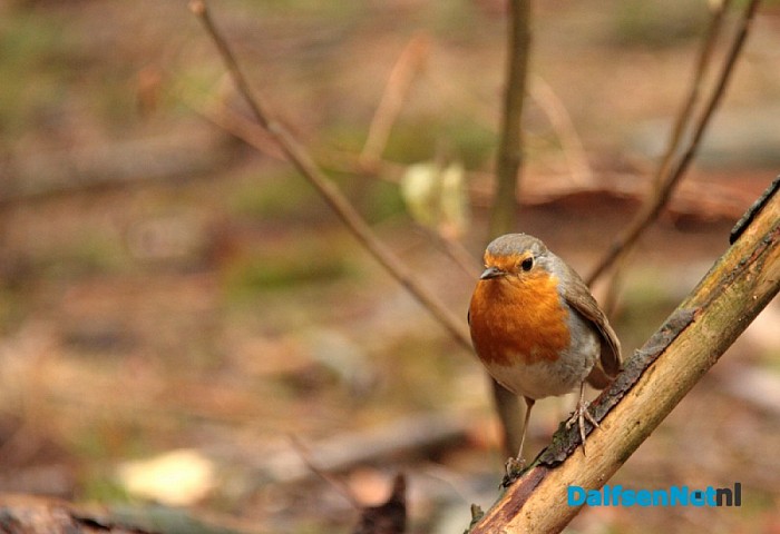 Douwe Reitsma maakt prachtige natuurfoto’s