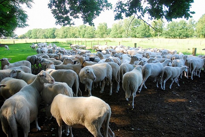 Op Stap – met de schaapherder op de Lemelerberg - Foto: Eigen geleverde foto