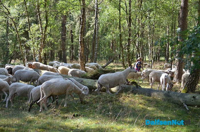 Op Stap – met de schaapherder op de Lemelerberg - Foto: Johan Bokma