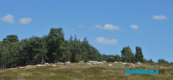 Op Stap – met de schaapherder op de Lemelerberg - Foto: Johan Bokma