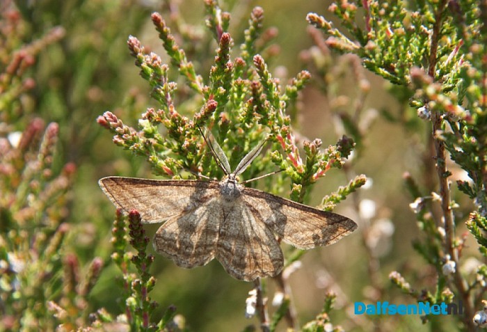 Douwe Reitsma maakt prachtige natuurfoto’s