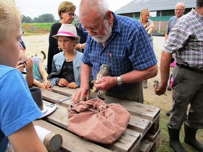 Kerkuilen en torenvalken geringd - Foto: Eigen geleverde foto