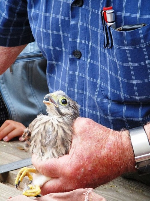 Kerkuilen en torenvalken geringd - Foto: Eigen geleverde foto
