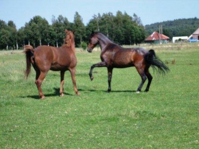 Rommelmarkt en paarden knuffelen - Foto: Eigen geleverde foto